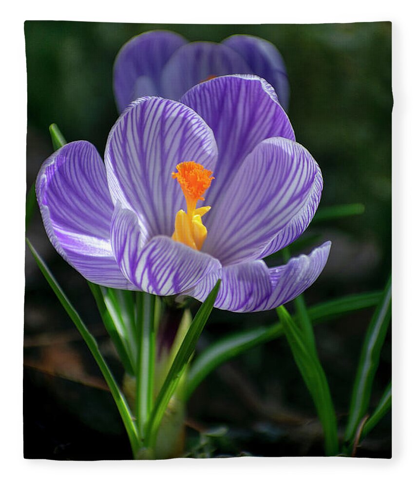 Flower Fleece Blanket featuring the photograph Spring Crocus Flower by Christina Rollo
