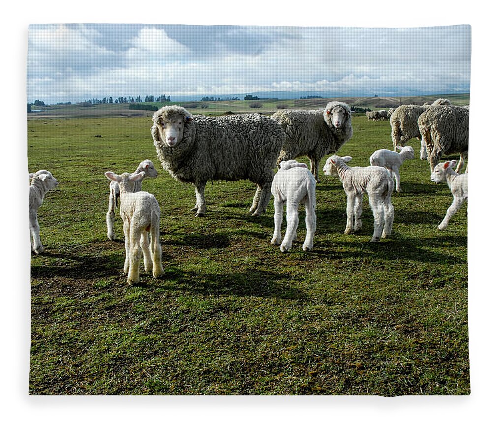 Sheep Fleece Blanket featuring the photograph Springtime Babies - High Country Sheep Muster, South Island, New Zealand by Earth And Spirit