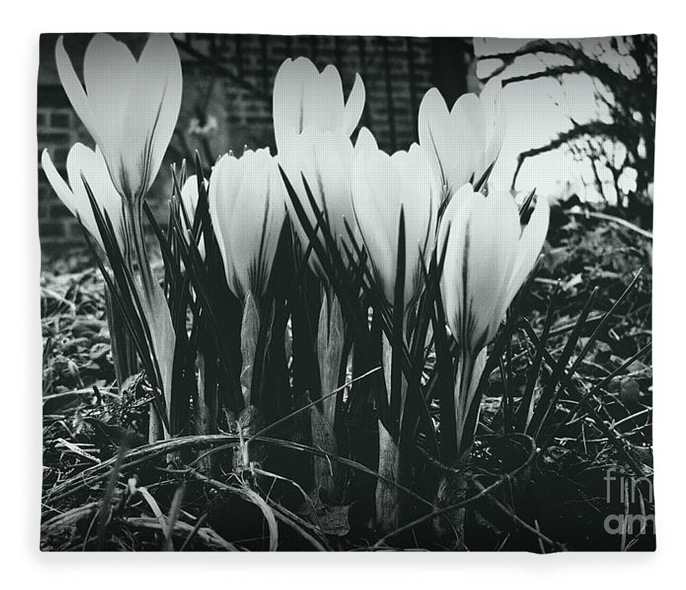 Crocus Blooms Fleece Blanket featuring the photograph Sprint Has Sprung - Monochrome by Frank J Casella