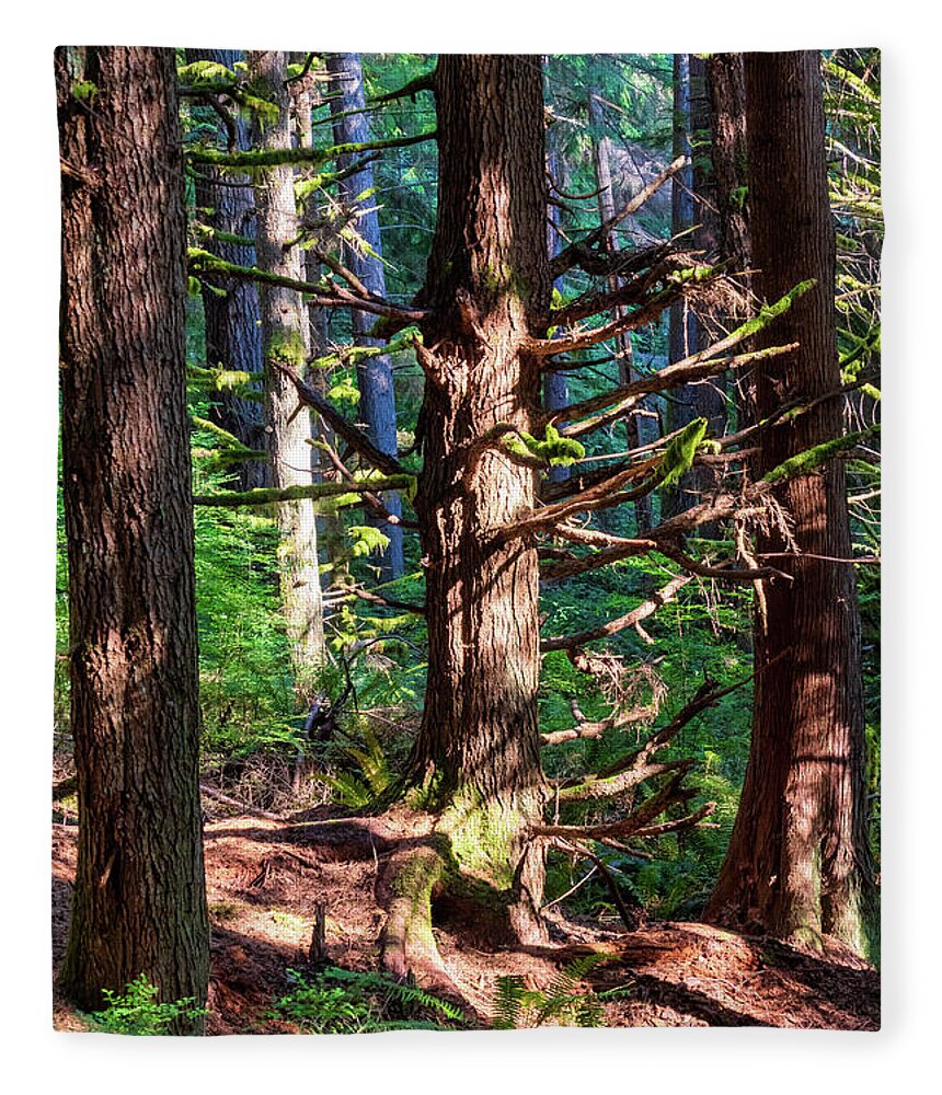 Redmond Watershed Preserve Fleece Blanket featuring the photograph Squirrel Trail I-2022.10.1 by Phyllis McDaniel