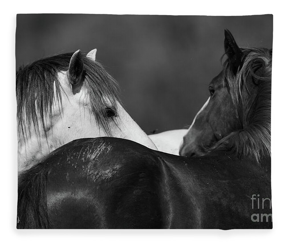 Stallions Fleece Blanket featuring the photograph Stare Down by Shannon Hastings