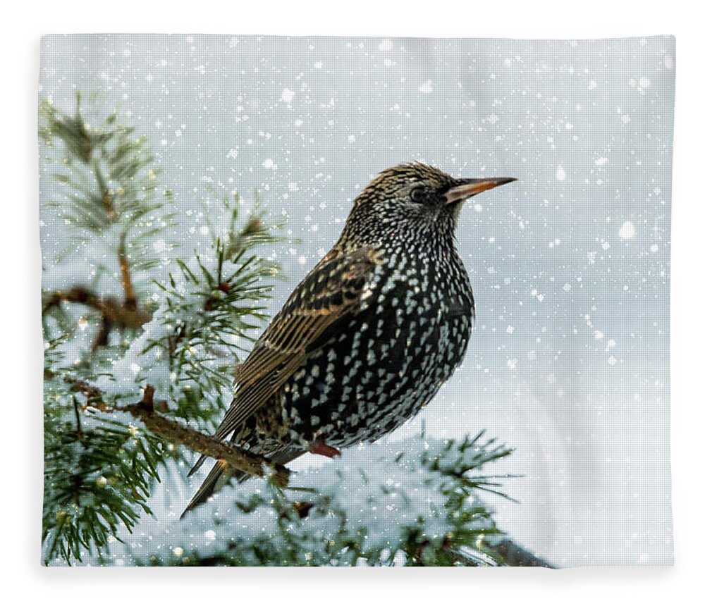 Bird Fleece Blanket featuring the photograph Starling In Snow by Cathy Kovarik