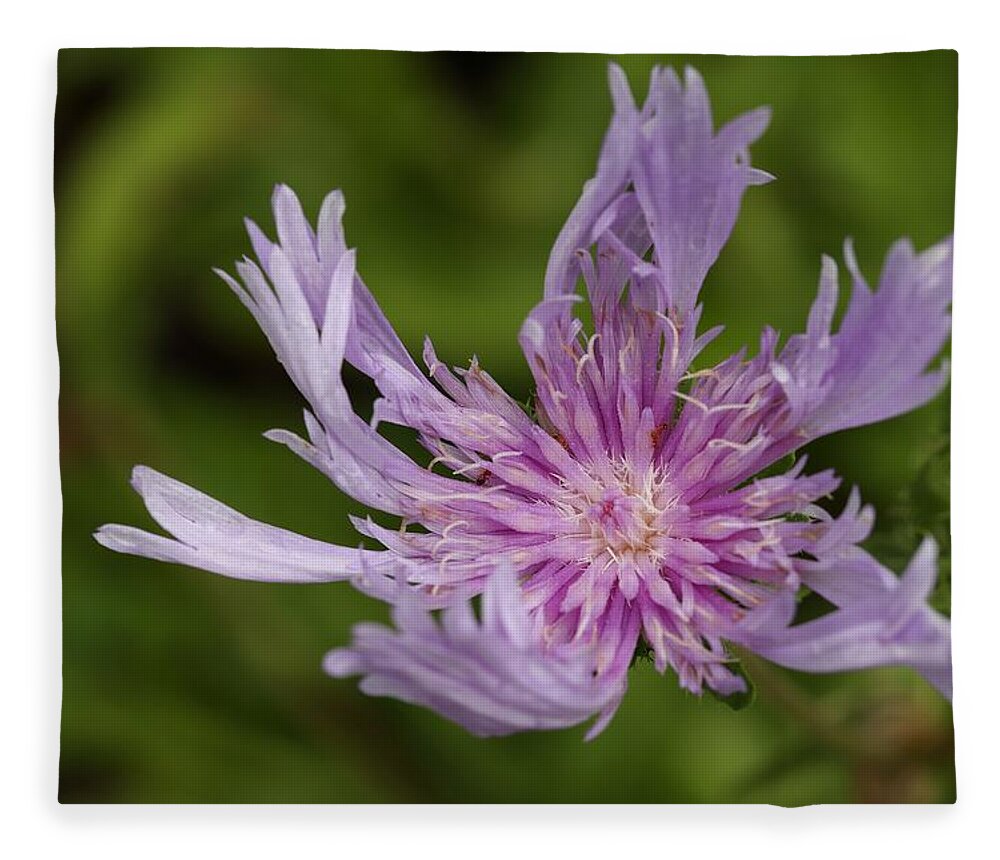 Stoke’s Aster Fleece Blanket featuring the photograph Stoke's Aster Flower 4 by Mingming Jiang