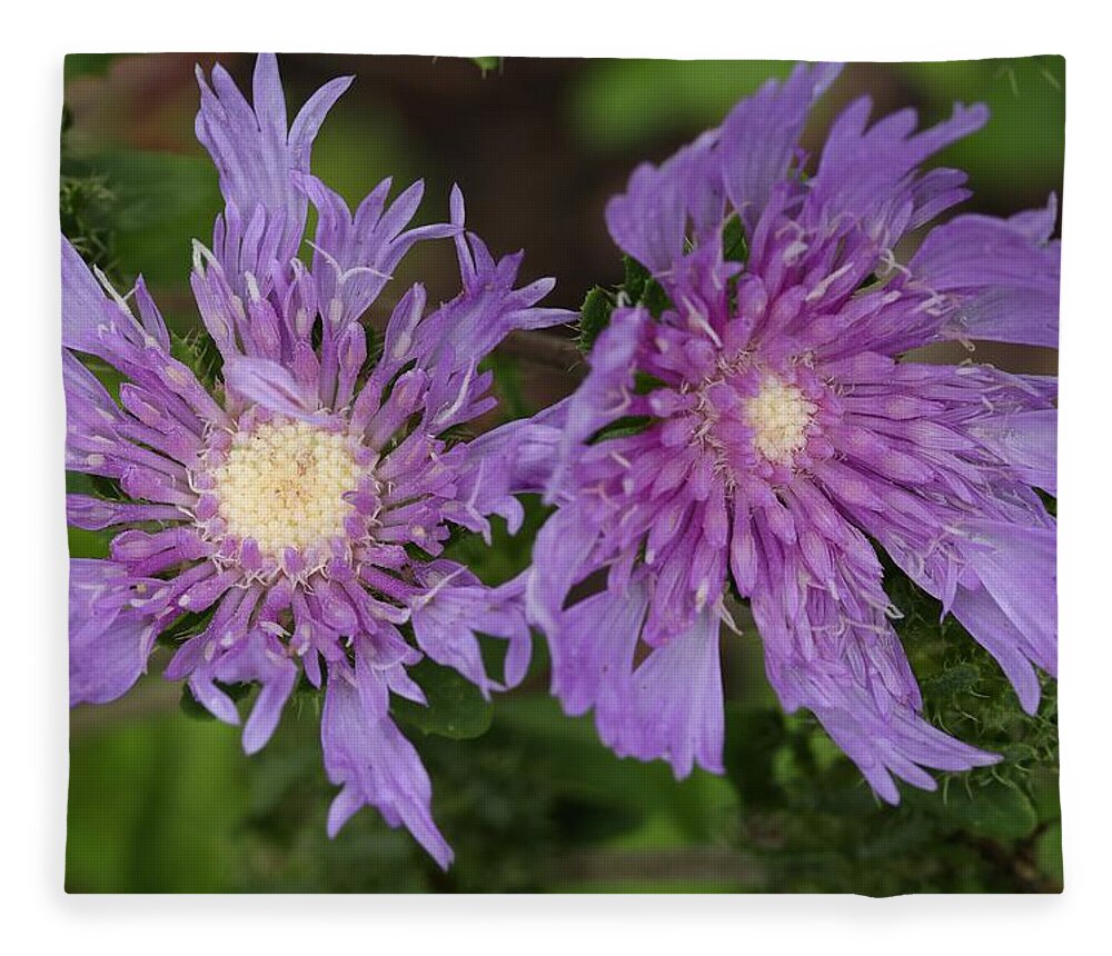 Stoke’s Aster Fleece Blanket featuring the photograph Stoke's Aster Flower 5 by Mingming Jiang