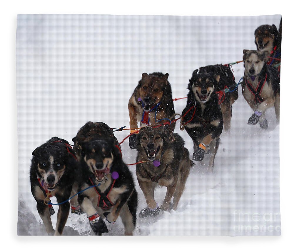 Iditarod Fleece Blanket featuring the photograph Strongest Dogs in the World by Doug Gist