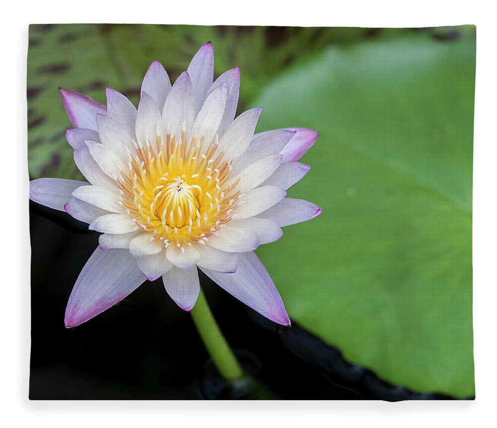 Floral Fleece Blanket featuring the photograph Subtle and sweet. by Usha Peddamatham