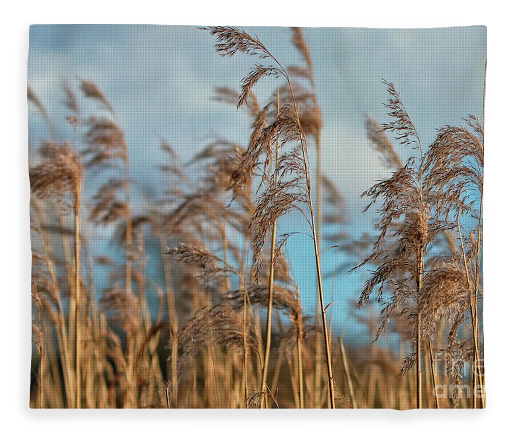 Nature Fleece Blanket featuring the photograph Summer Pond Grasses by Baggieoldboy