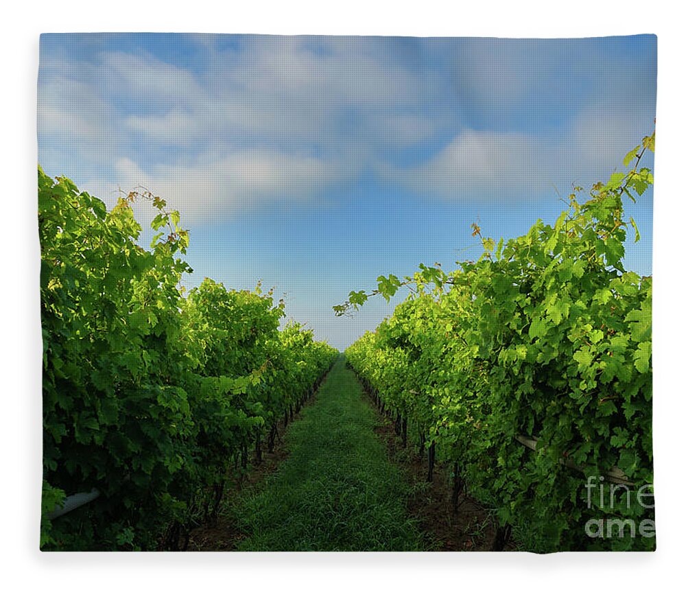 Summer Vineyard Fleece Blanket featuring the photograph Summer Vineyard by Rachel Cohen