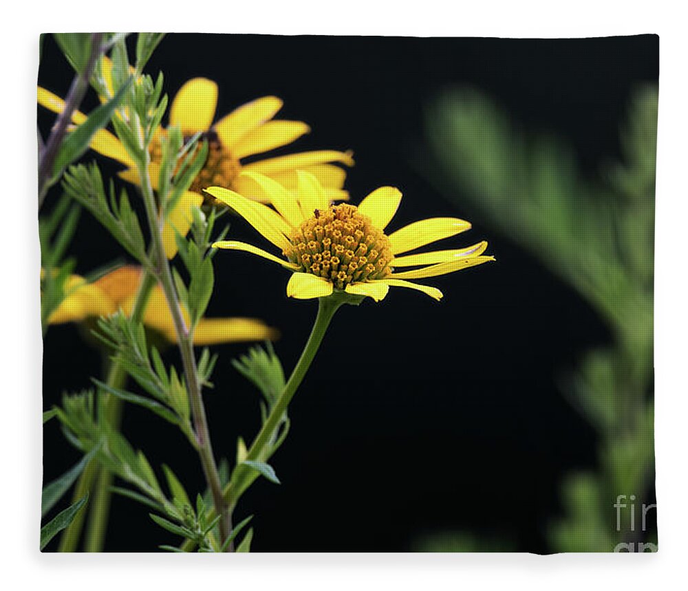 Wildflowers Fleece Blanket featuring the photograph Summer Wildflowers - Ox Eye Sunflower by Rehna George
