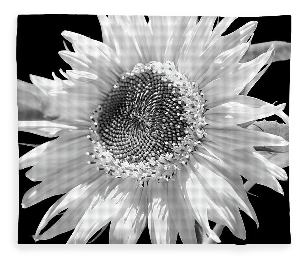 Sunflower Fleece Blanket featuring the photograph Sunflower Black And White by Christina Rollo