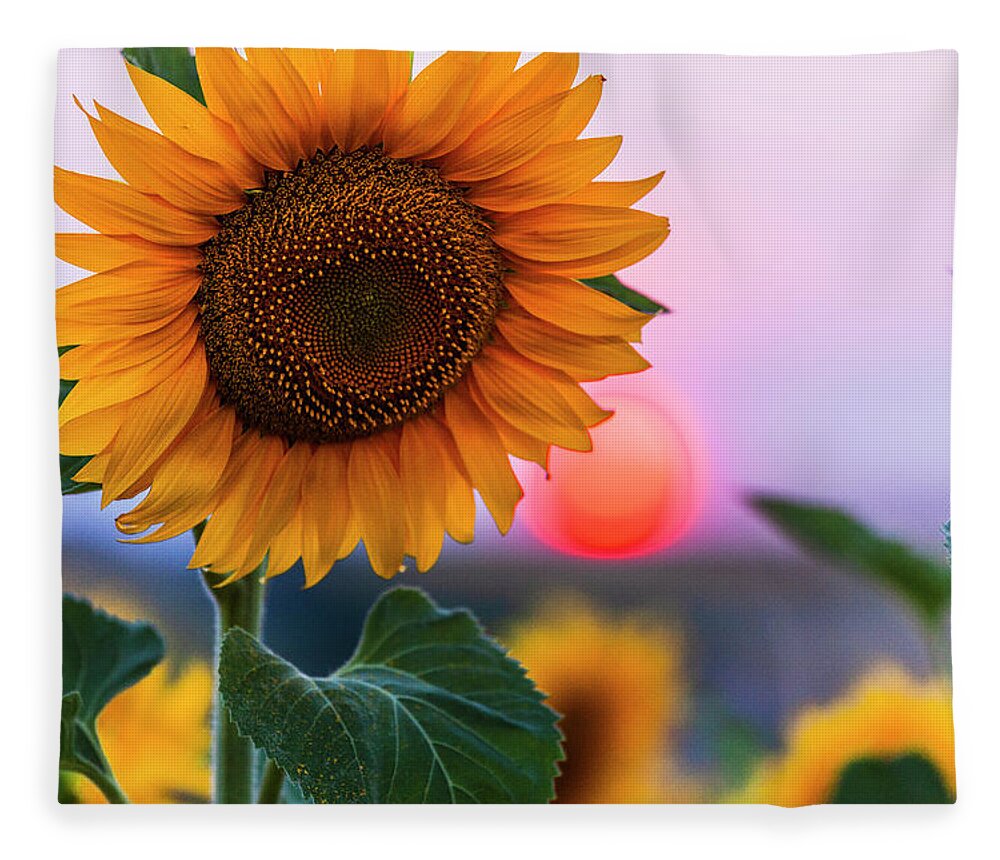 Bulgaria Fleece Blanket featuring the photograph Sunflower by Evgeni Dinev