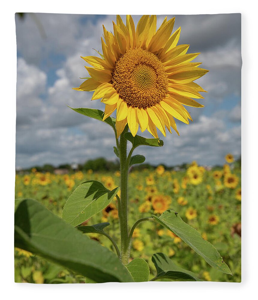 Sunflower Fleece Blanket featuring the photograph Sunflower in Field by Carolyn Hutchins