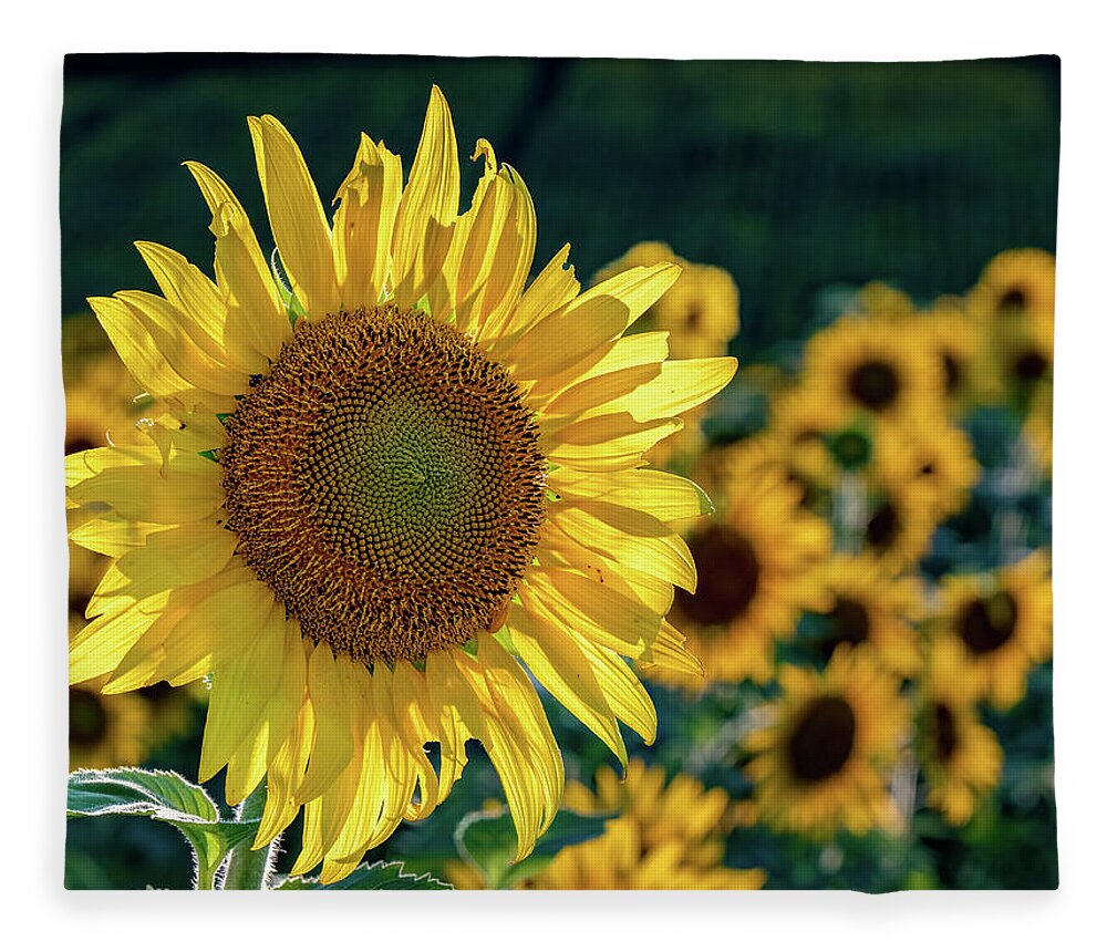 Agriculture Fleece Blanket featuring the photograph Sunflower in Sunlight by Brian Shoemaker