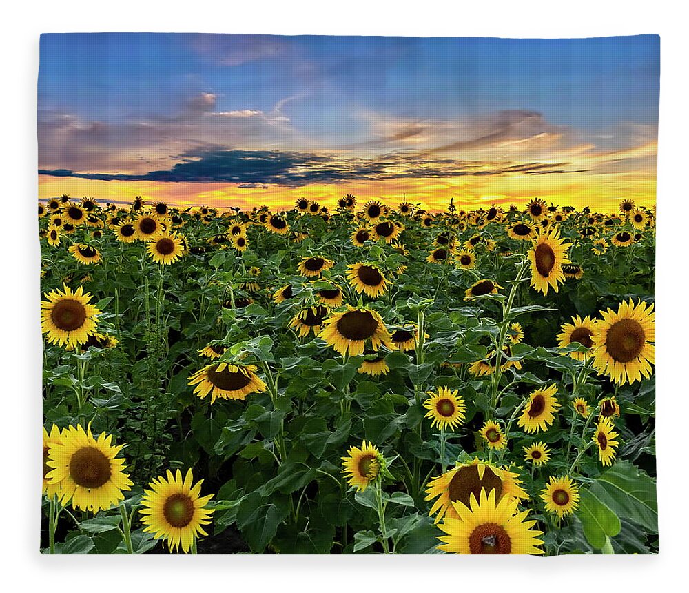 Sunflowers Fleece Blanket featuring the photograph Sunflowers at Sunset by Harold Rau