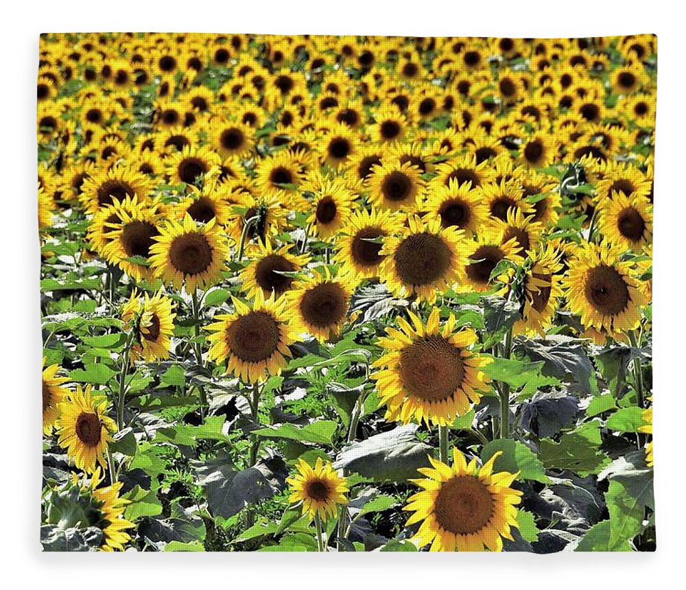 Sunflowers Fleece Blanket featuring the photograph Sunflowers by Kim Bemis