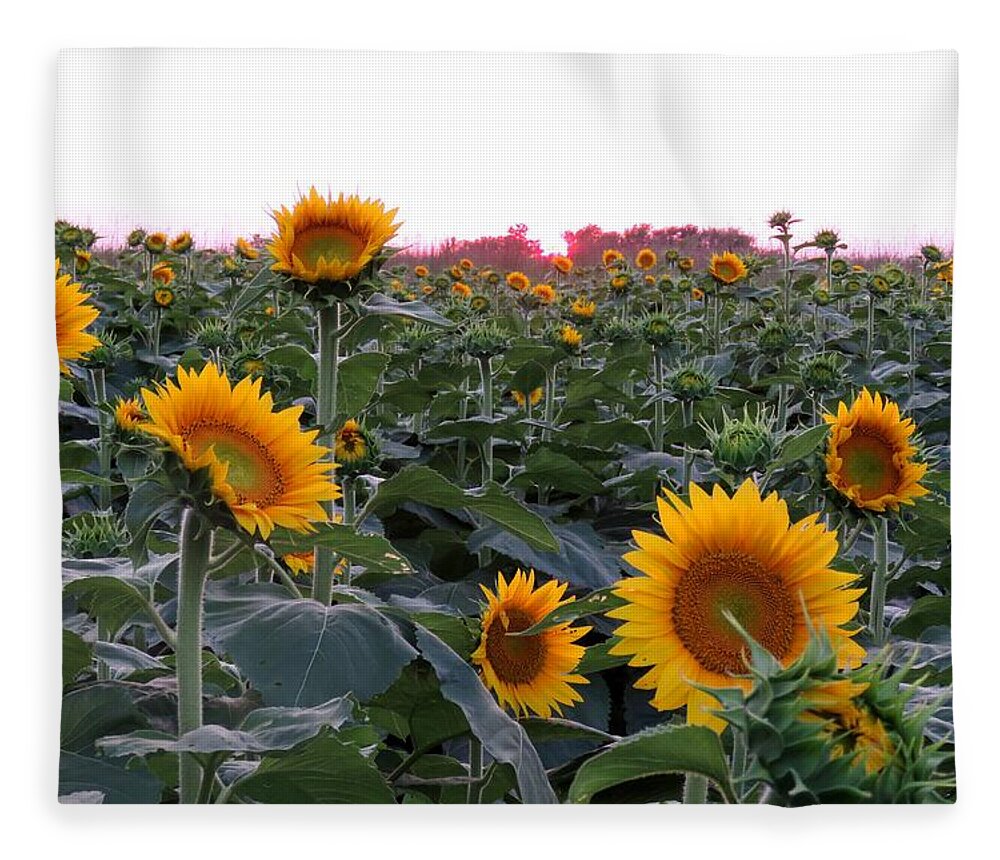 Kansas Sunflower Fleece Blanket featuring the photograph Sunset Sunflowers by Keith Stokes