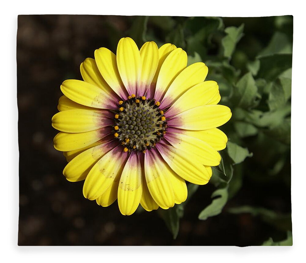 Flower Fleece Blanket featuring the photograph Sunshine by Heather E Harman