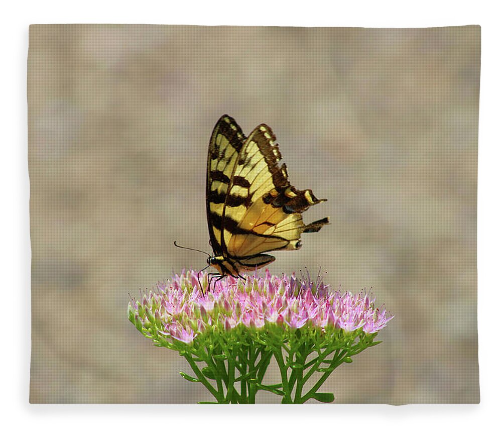 Swallowtail Fleece Blanket featuring the photograph Swallowtail Butterfly Endures by Christopher Reed