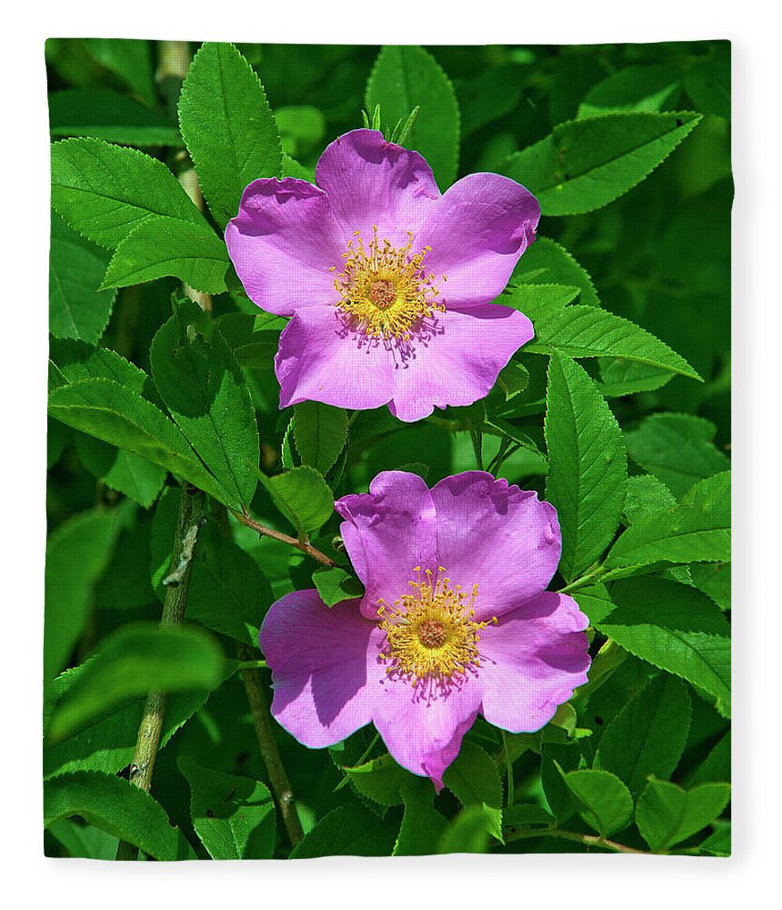Nature Fleece Blanket featuring the photograph Swamp Roses Rosa palustris DSMF179 by Gerry Gantt