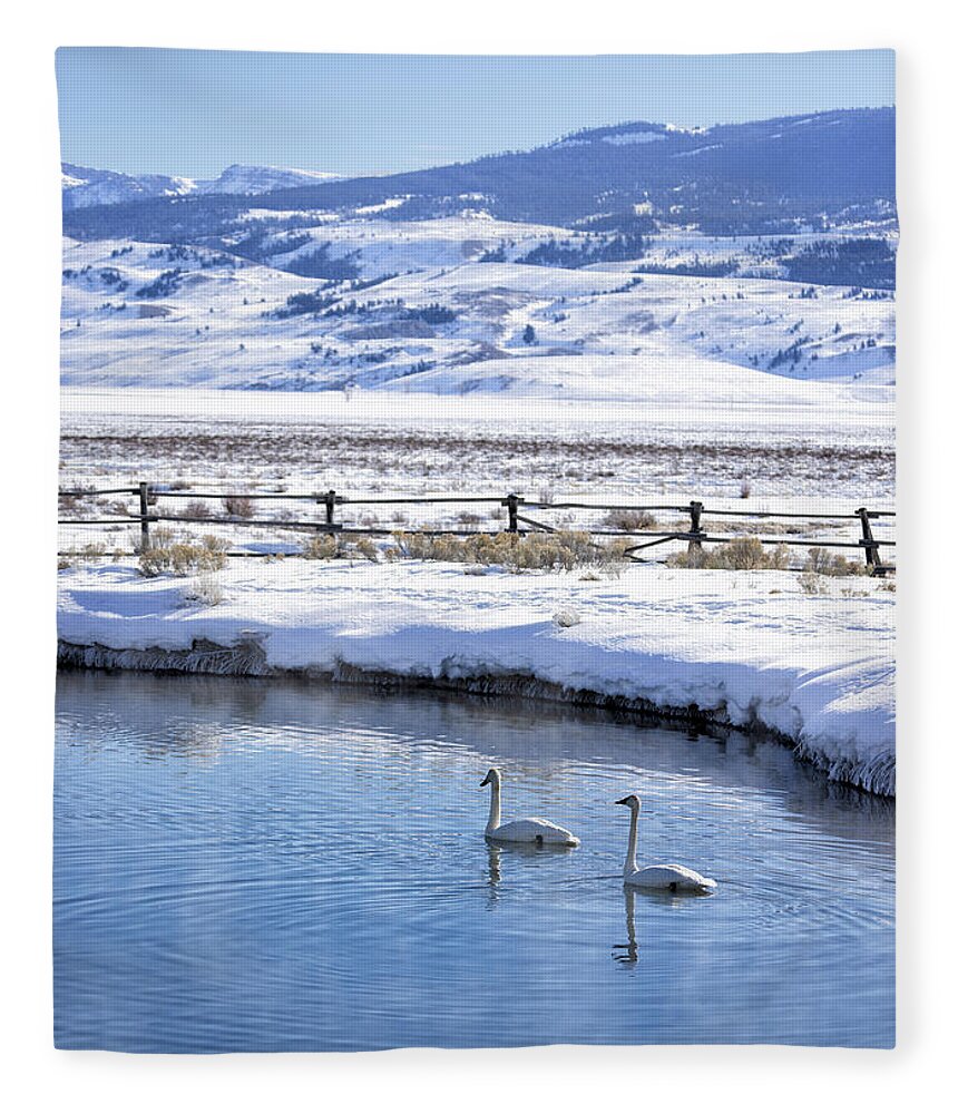 Trumpeter Swans Fleece Blanket featuring the photograph Swans in Winter by Cheryl Strahl