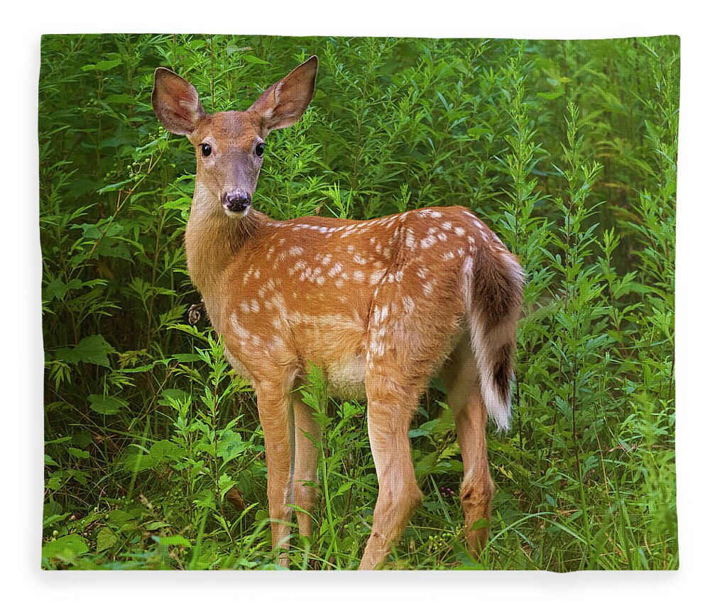 Fawn Fleece Blanket featuring the photograph Sweet Fawn in a Thicket by Marianne Campolongo