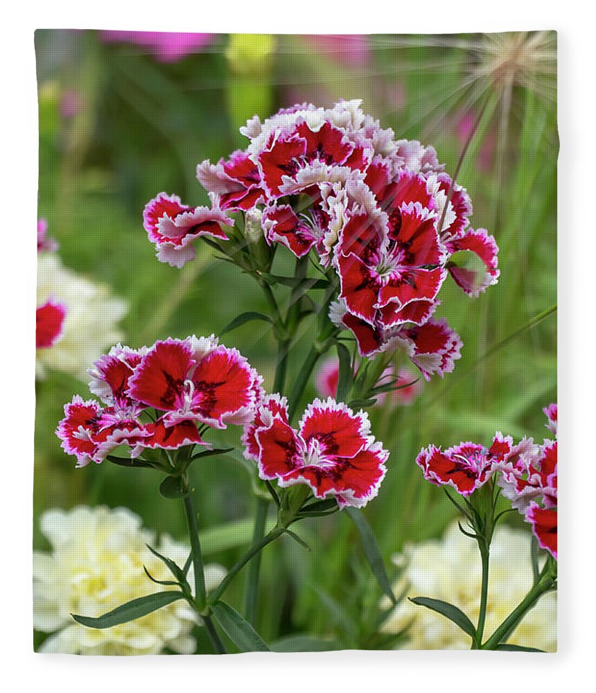 Dianthus Fleece Blanket featuring the photograph Sweet William by Dawn Cavalieri