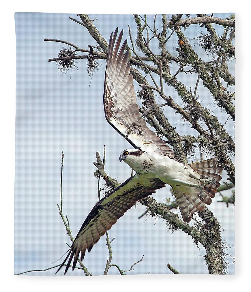 Osprey Fleece Blanket featuring the photograph Taking Flight II by Gina Fitzhugh