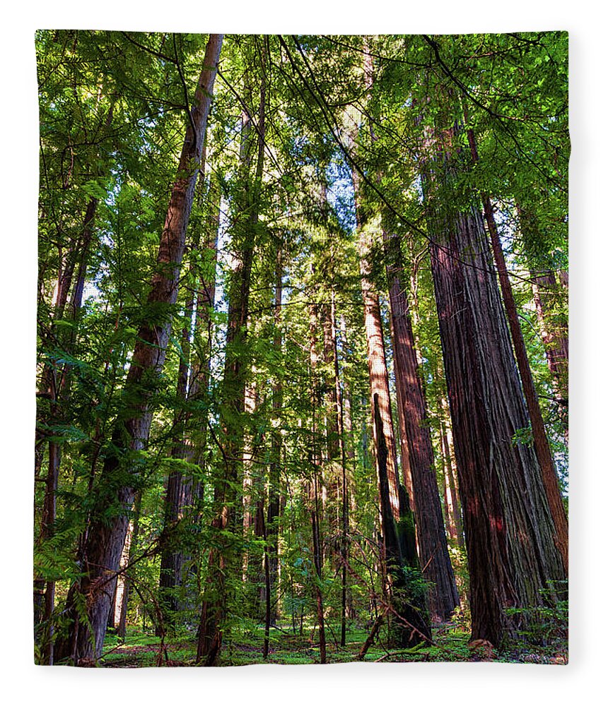 California Fleece Blanket featuring the photograph Tall California Redwoods 920 by Dan Carmichael