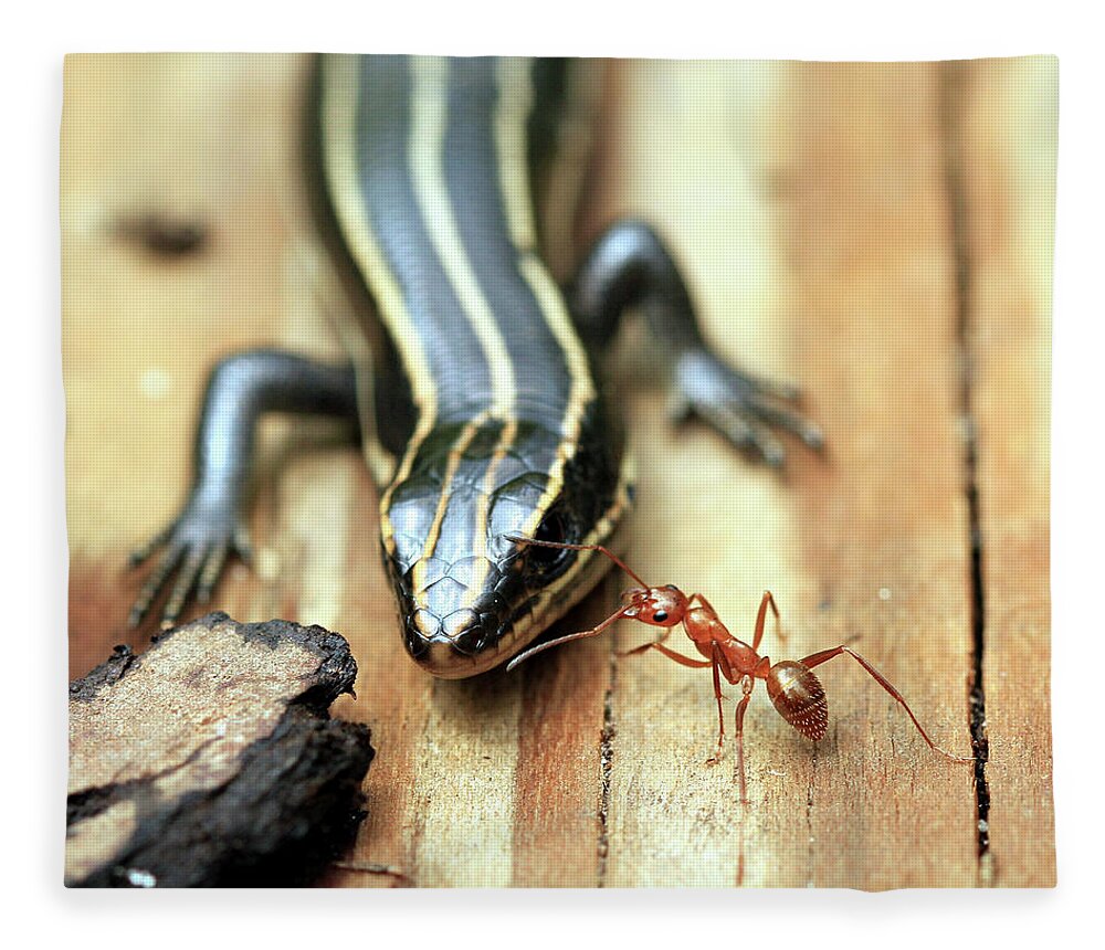 Ant Fleece Blanket featuring the photograph Fearless Ant by Doug McPherson