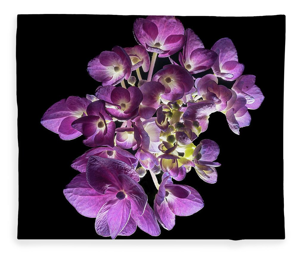 Bigleaf Hydrangea Fleece Blanket featuring the photograph Finale in Purple by Kevin Suttlehan