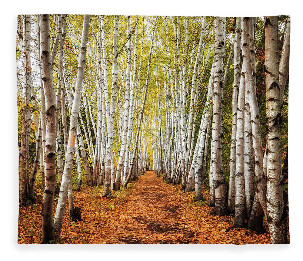 Birches Fleece Blanket featuring the photograph The Birches by Robert Clifford