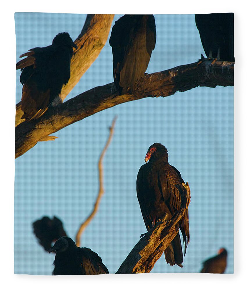 Animal Fleece Blanket featuring the photograph The Committee by Melissa Southern