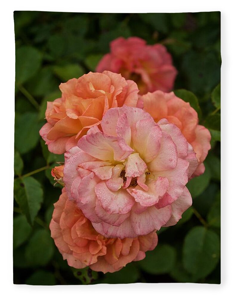 Roses Fleece Blanket featuring the photograph The Five Roses Greeting Card by Richard Cummings
