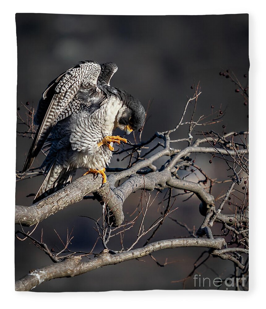 Peregrine Falcon Fleece Blanket featuring the photograph The Gargoyle by Alyssa Tumale