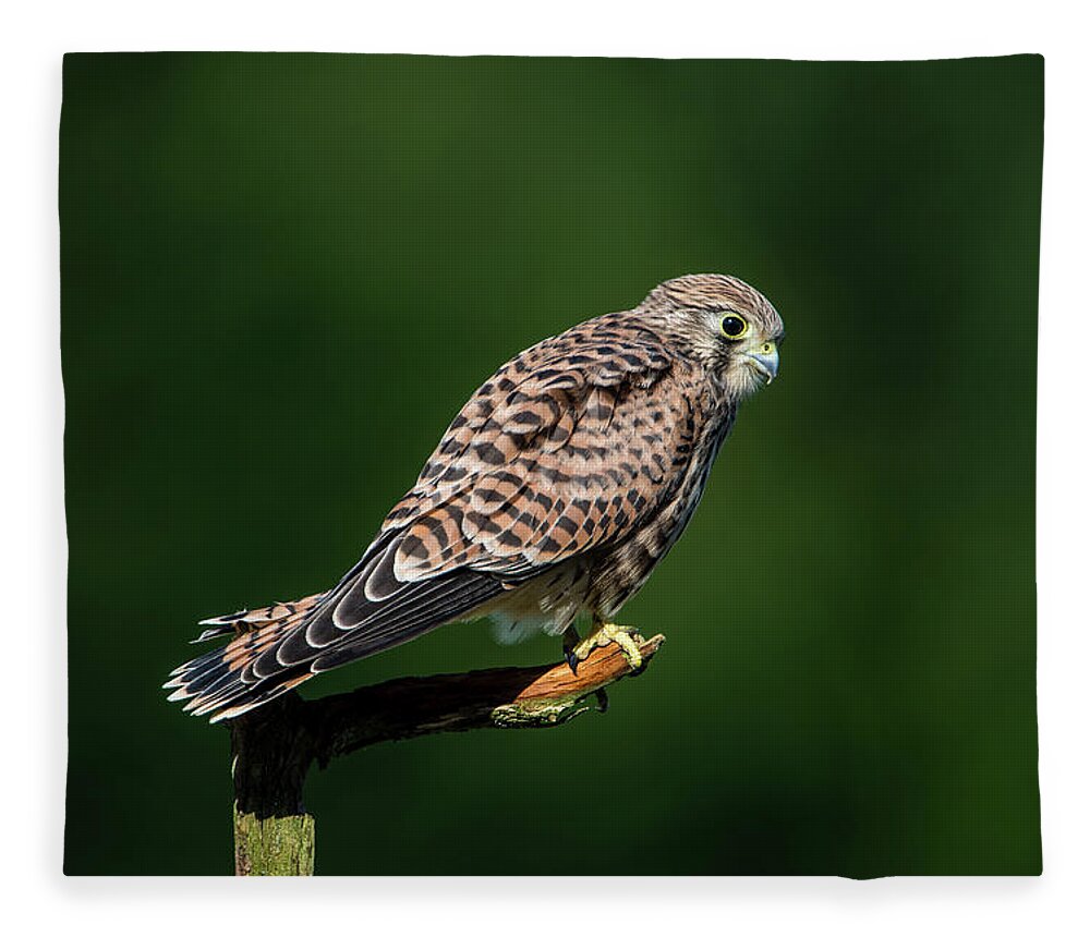 Kestrel Fleece Blanket featuring the photograph The hunting position in profile for the young kestrel by Torbjorn Swenelius
