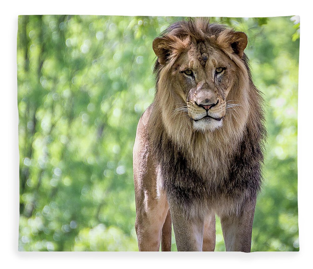Lion Fleece Blanket featuring the photograph The king by Robert Miller