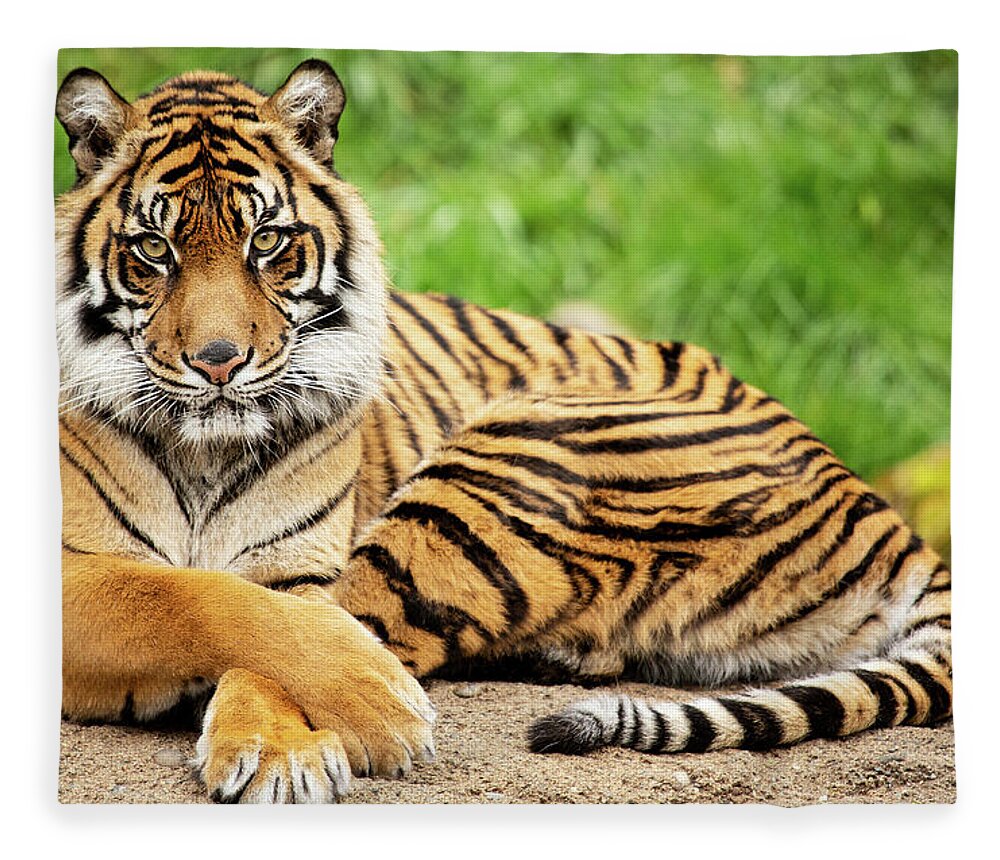 Animal Fleece Blanket featuring the photograph The Look by Bob Cournoyer