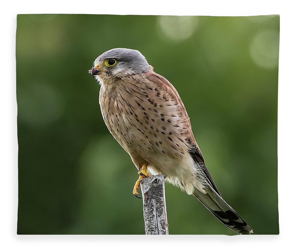 Kestrel Fleece Blanket featuring the photograph The male Kestrel hunting on top of a round pole by Torbjorn Swenelius