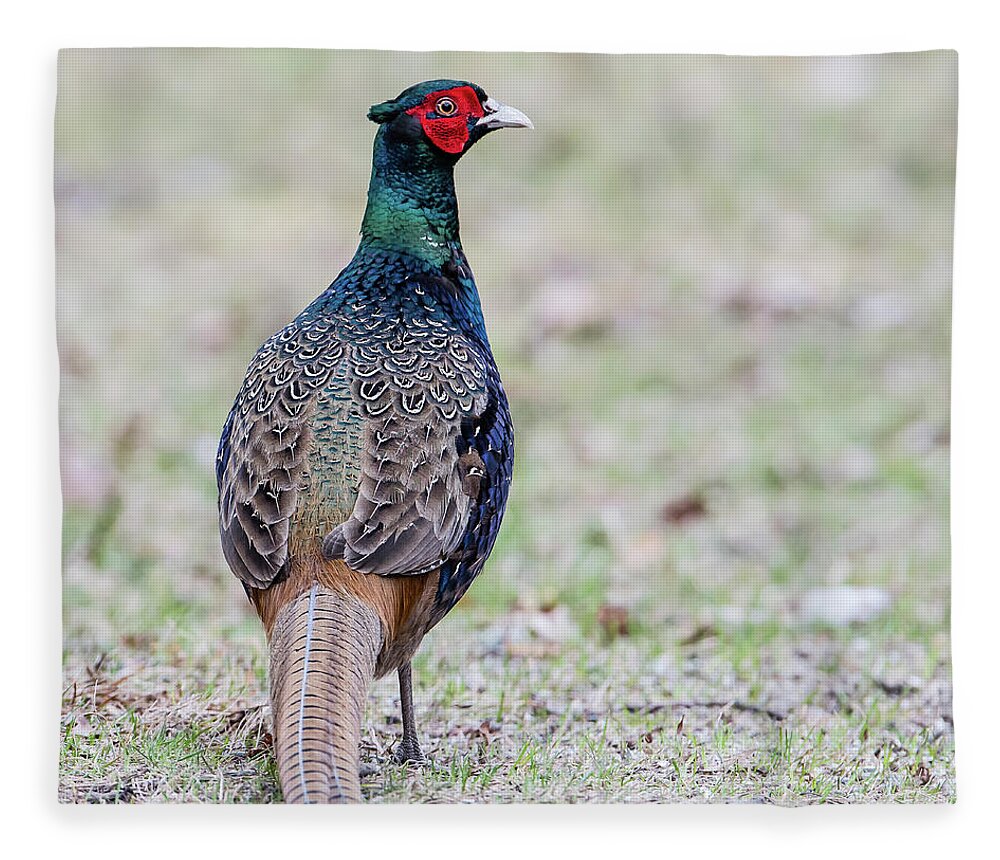 Pheasant Fleece Blanket featuring the photograph The Pheasant Beauty s back by Torbjorn Swenelius