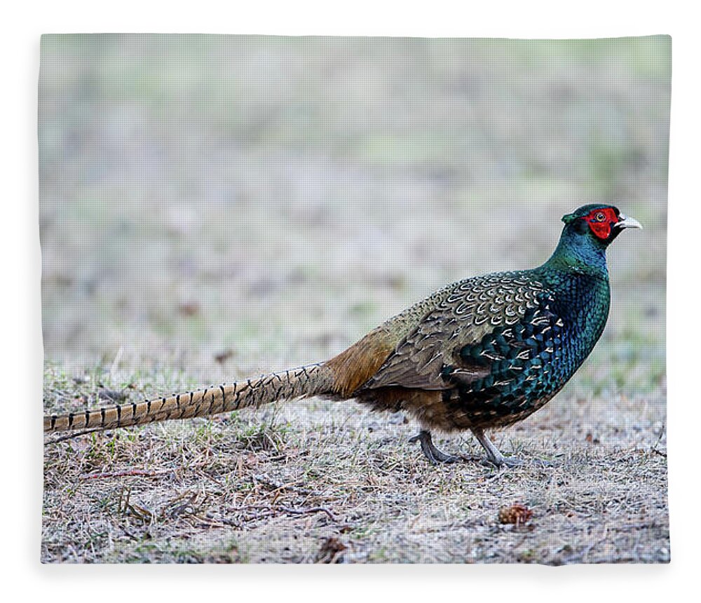 Phasianus Colchicus Colchicus Fleece Blanket featuring the photograph The Pheasant Beauty by Torbjorn Swenelius