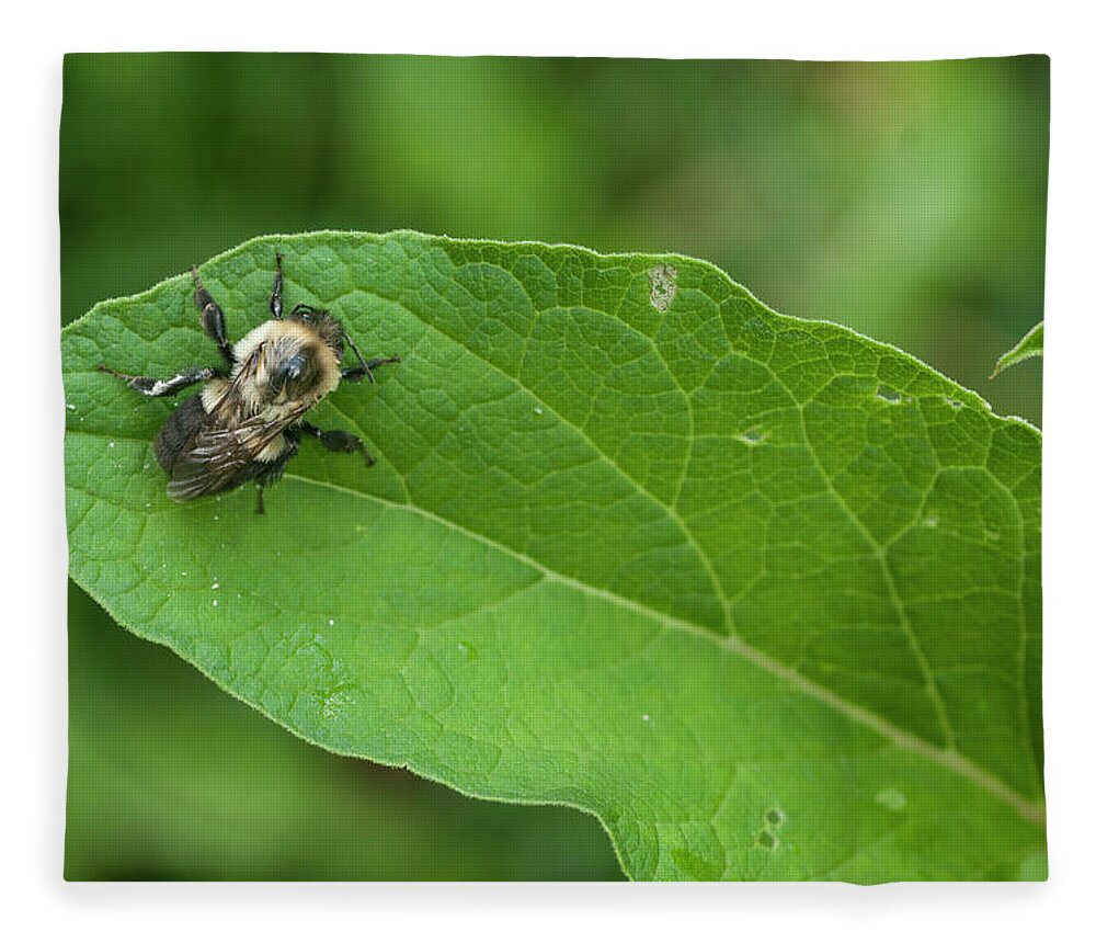 Blue Ridge Mountains Fleece Blanket featuring the photograph The Pollinator by Melissa Southern