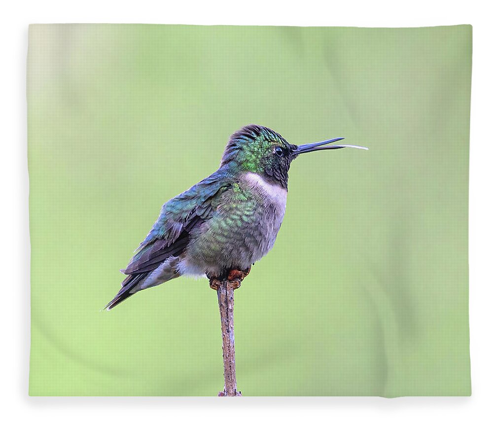 2021 Hummers Fleece Blanket featuring the photograph The Silly Hummer by Lara Ellis