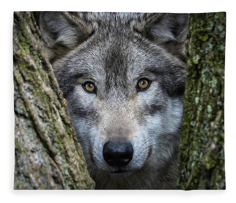 Wolf Fleece Blanket featuring the photograph The Stare by Laura Hedien