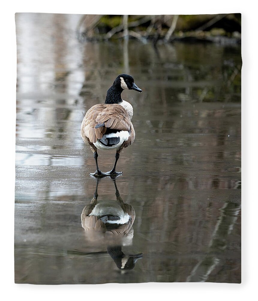 Canadian Goose Fleece Blanket featuring the photograph Thin Ice by Kevin Suttlehan