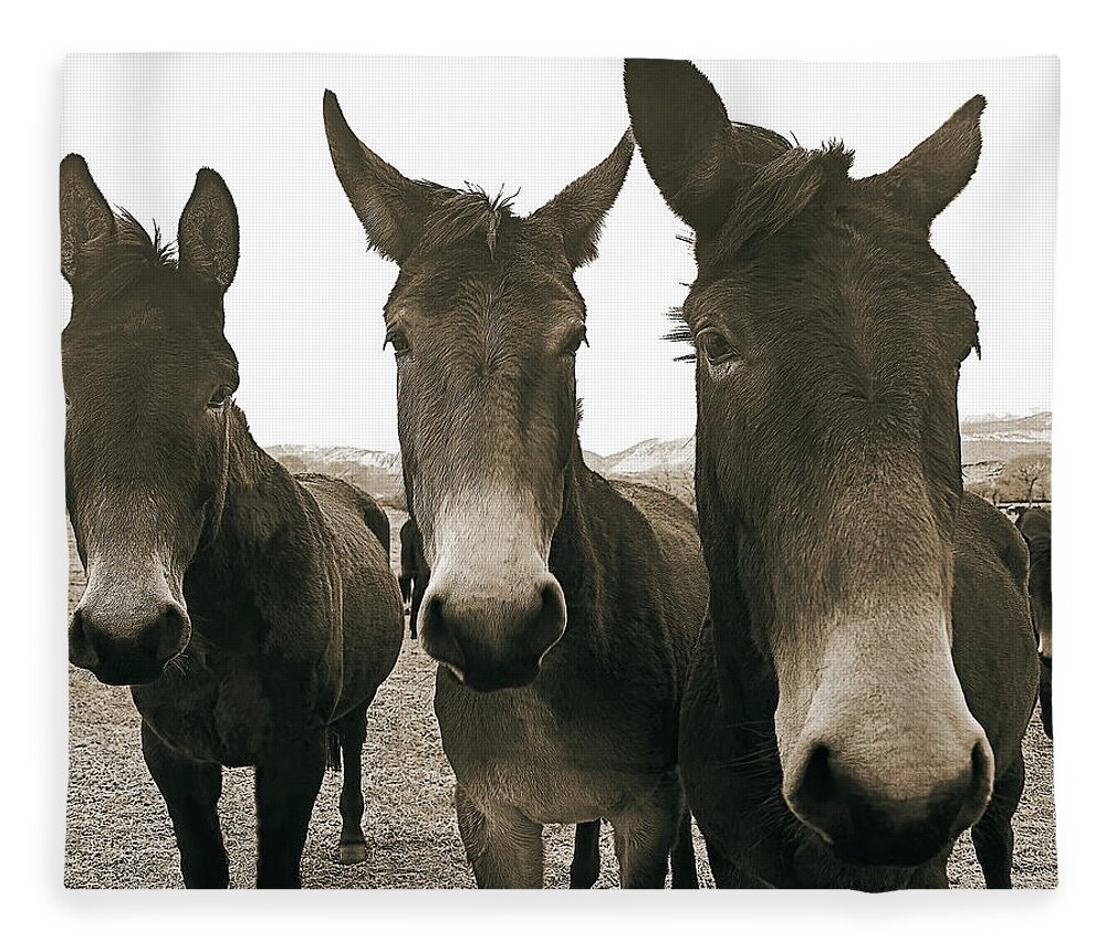 Mules Fleece Blanket featuring the photograph Three Amigos, Sepia by Don Schimmel