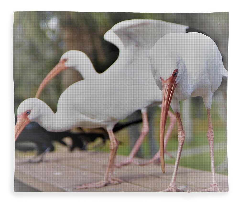 Three Fleece Blanket featuring the photograph Three Contemplating Ibis Birds by Philip And Robbie Bracco
