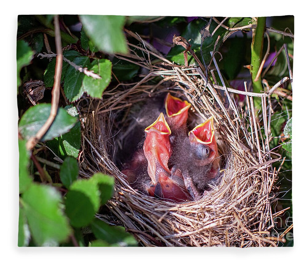 Babies Fleece Blanket featuring the photograph Three Hungry Baby Robins by Eleanor Abramson