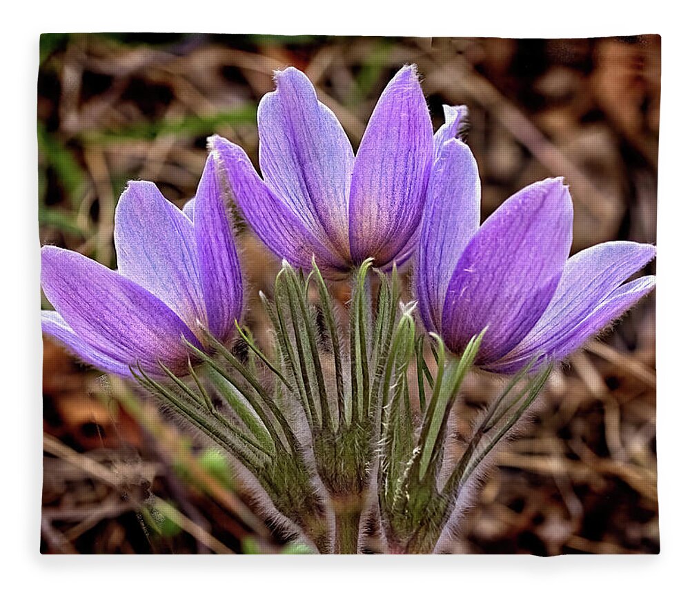Pasque Flowers Fleece Blanket featuring the photograph Three Pasques by Bob Falcone