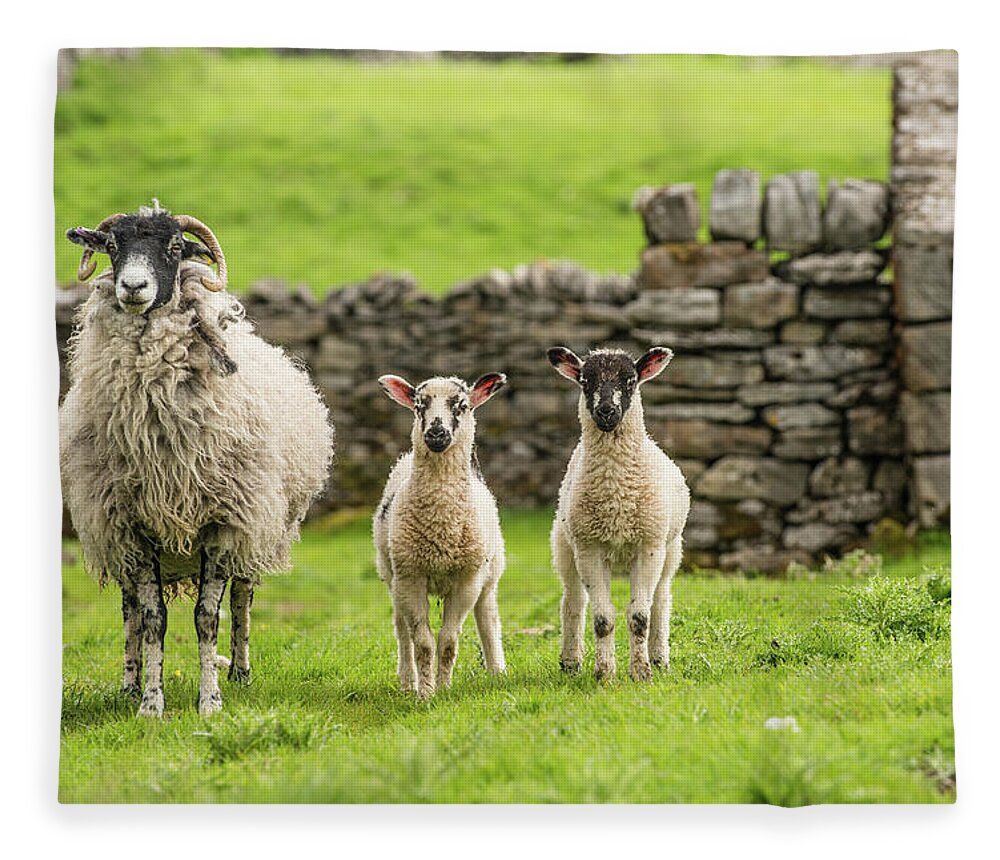 Animals Fleece Blanket featuring the photograph Three Sheep Standing their Ground by Dennis Dame