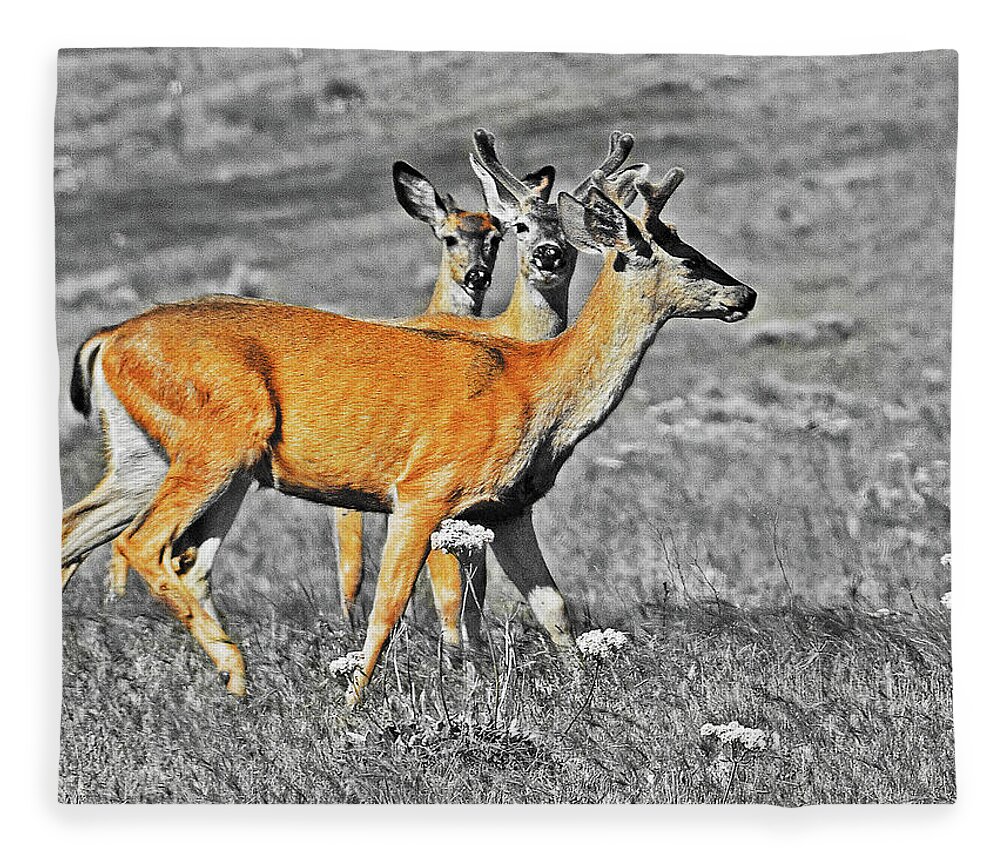 Bever Deer Ice Hous Fleece Blanket featuring the digital art Three Young Bucks by Fred Loring